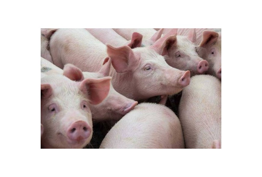 NO SIEMPRE LA CULPA ES DEL ESTADO